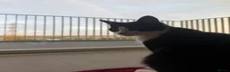 Mixed Breed cats for sale: Adorable Tuxedo Boy Cat in London - Advert 4