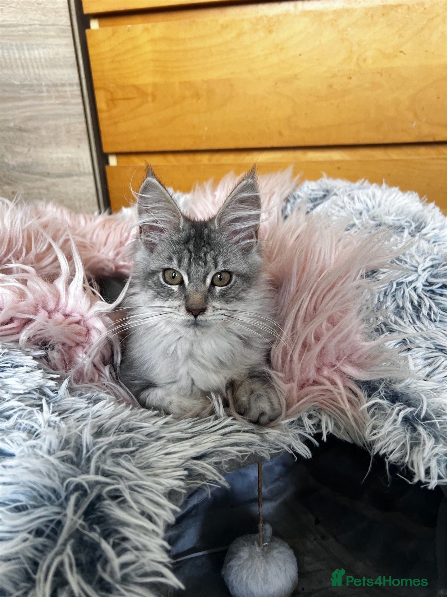 Maine Coon cats Beautiful Maine coon kittens  - Advert 2