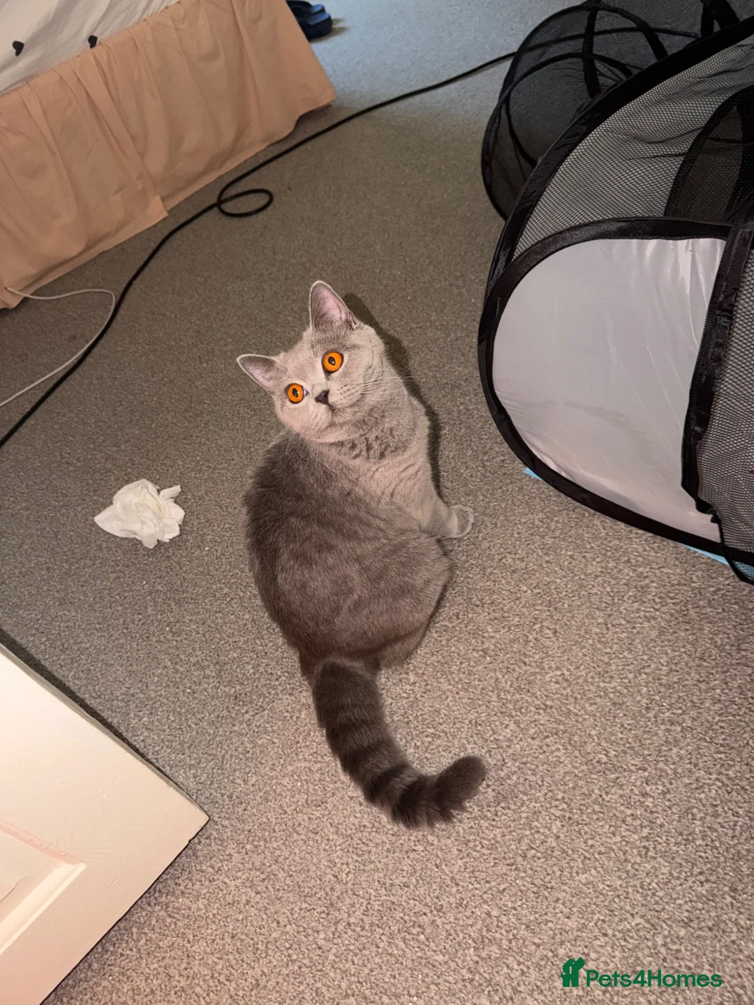 Scottish Fold cats for sale: Scottish fold girl for sale  in Edgware - Advert 5