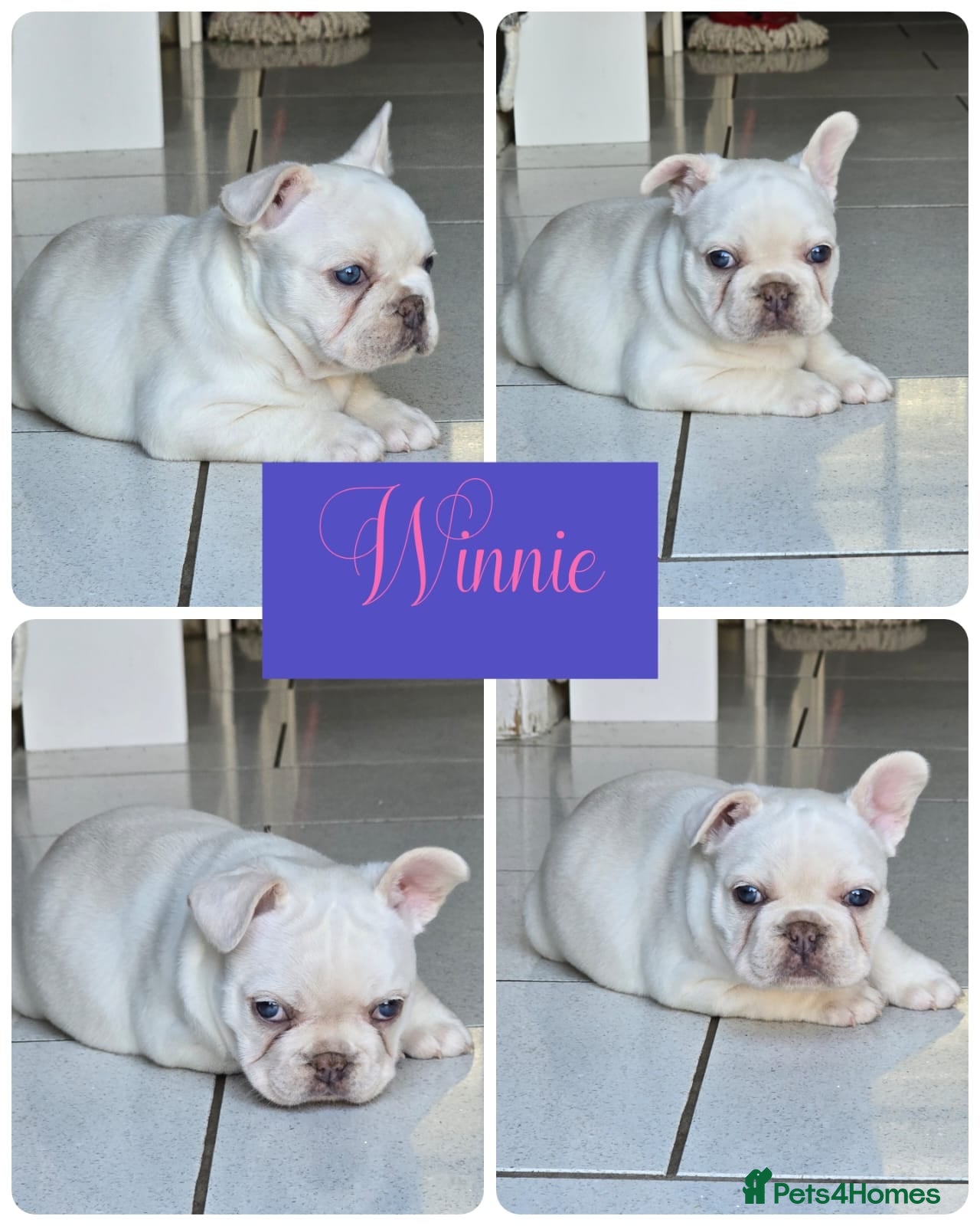 French Bulldog dogs Last 3 girls left out of a litter of 8 Frenchies  - Advert 12