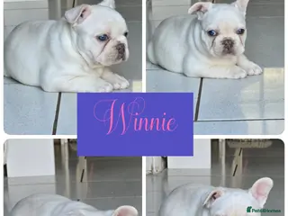 French Bulldog dogs Last 3 girls left out of a litter of 8 Frenchies - Advert 2