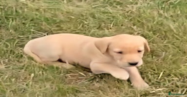 Labrador Retriever dogs - Advert 13
