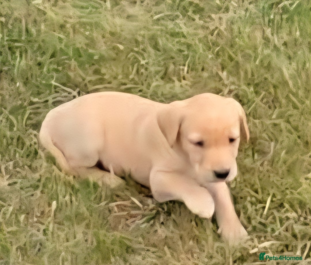 Labrador Retriever dogs for sale: Labrador Retriever Puppies - Image 2