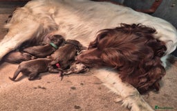 Sproodle dogs for sale: Ready to leave * 2 males available * - Image 7