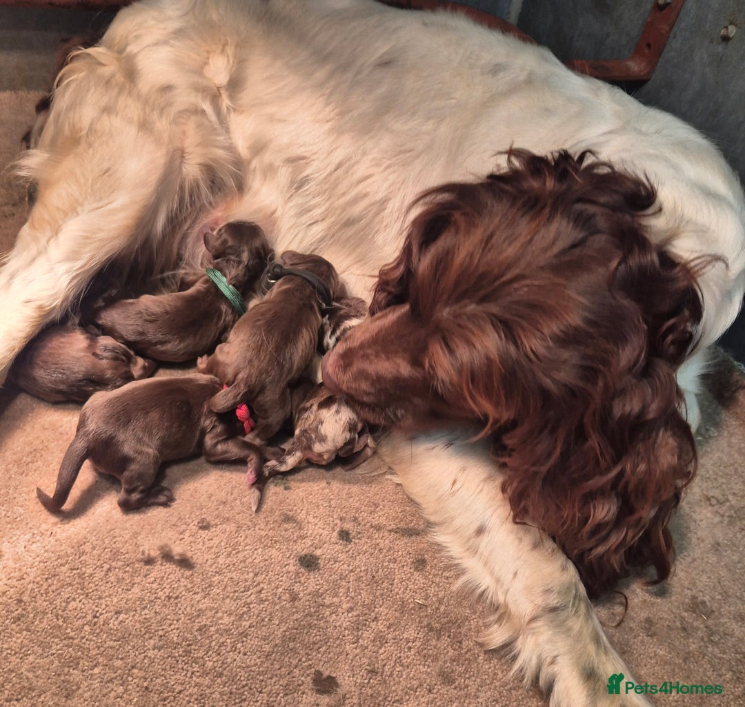 Sproodle dogs for sale: Ready to leave * 2 males available * - Image 7