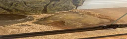 Snake reptiles for sale: Corn snake and set up  - Advert 2