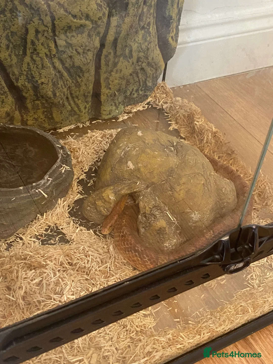 Snake reptiles for sale: Corn snake and set up  - Advert 2