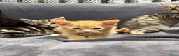 Mixed Breed cats for sale: Boys and girl READY NOW - Advert 7