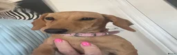 Miniature Dachshund dogs for sale: Smooth haired female mini dachshund pup - Advert 6