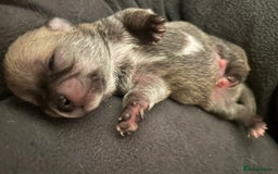 Chihuahua dogs for sale: Stunning smooth coat chihuahua puppies  - Image 4