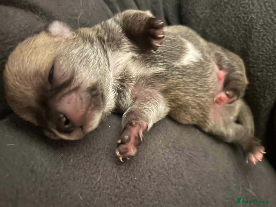 Chihuahua dogs for sale: Stunning smooth coat chihuahua puppies  - Image 4