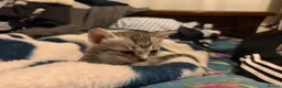 Savannah cats for sale: Adorable silver spotted Savannah SBT kittens - Advert 12