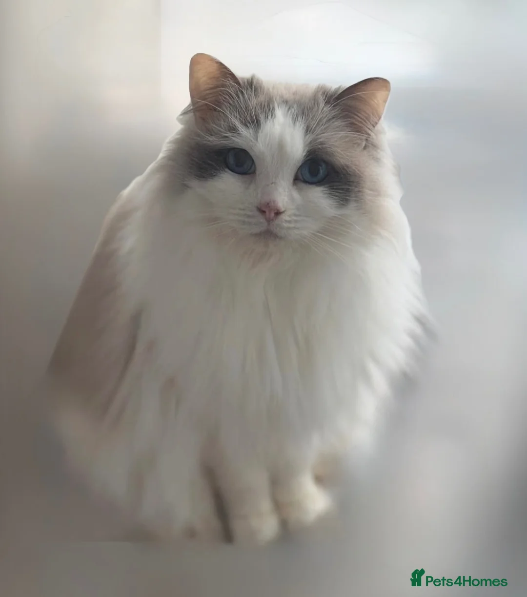 Ragdoll cats for sale: Blue mitted female ragdoll - Advert 2