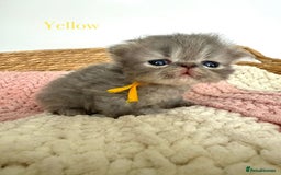 Persian cats for sale: Persians  - Image 7