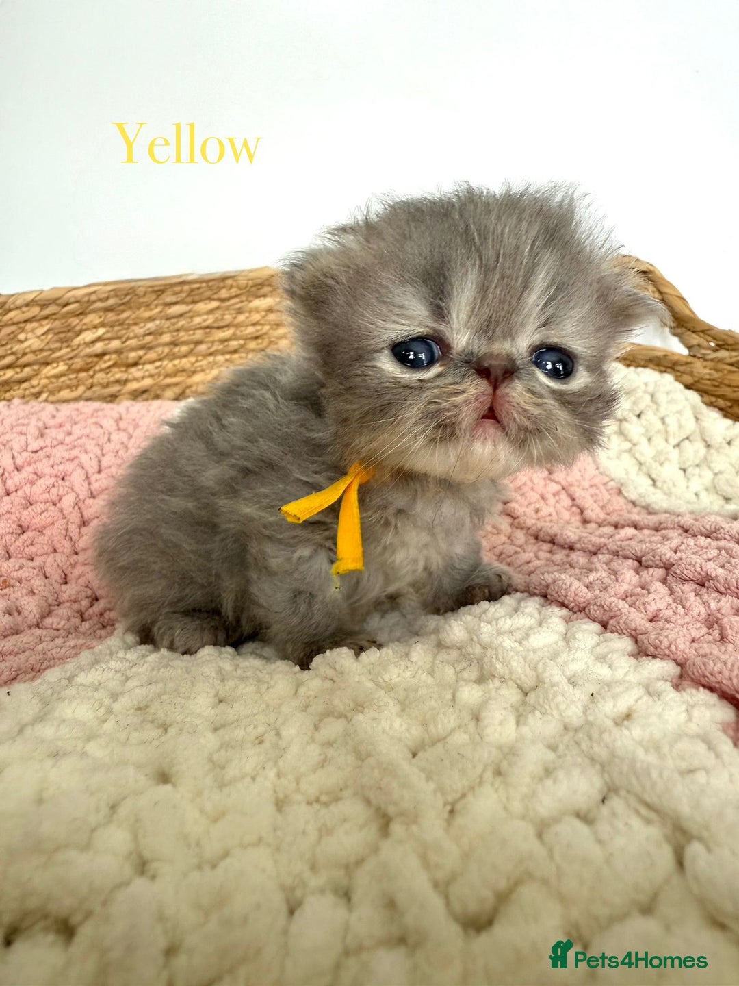 Persian cats for sale: Persians  - Image 7