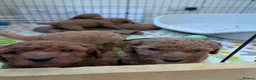 Cockapoo dogs for sale: Cockapoo Puppies (F2) in Livingston - Advert 2