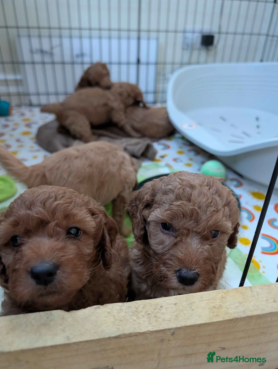 Cockapoo dogs for sale: Cockapoo Puppies (F2) in Livingston - Advert 2