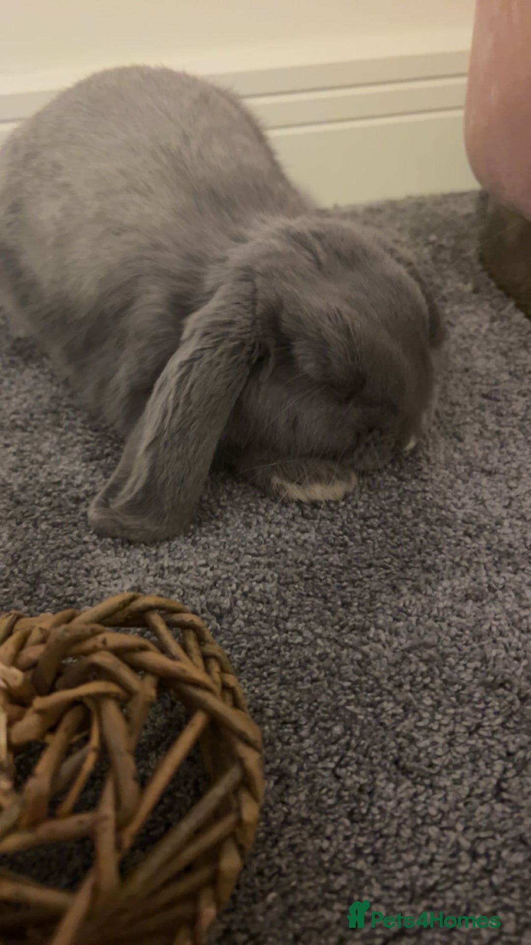 Mini Lop rabbits for sale: Nibbles the mini lop - Image 5