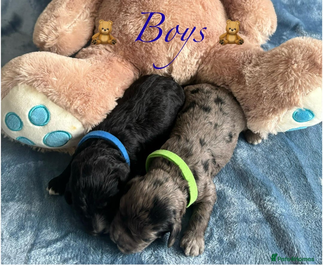 Cavapoo dogs for sale: BEAUTIFUL CAVAPOO PUPPIES HEALTH TESTED PARENTS  - Image 19