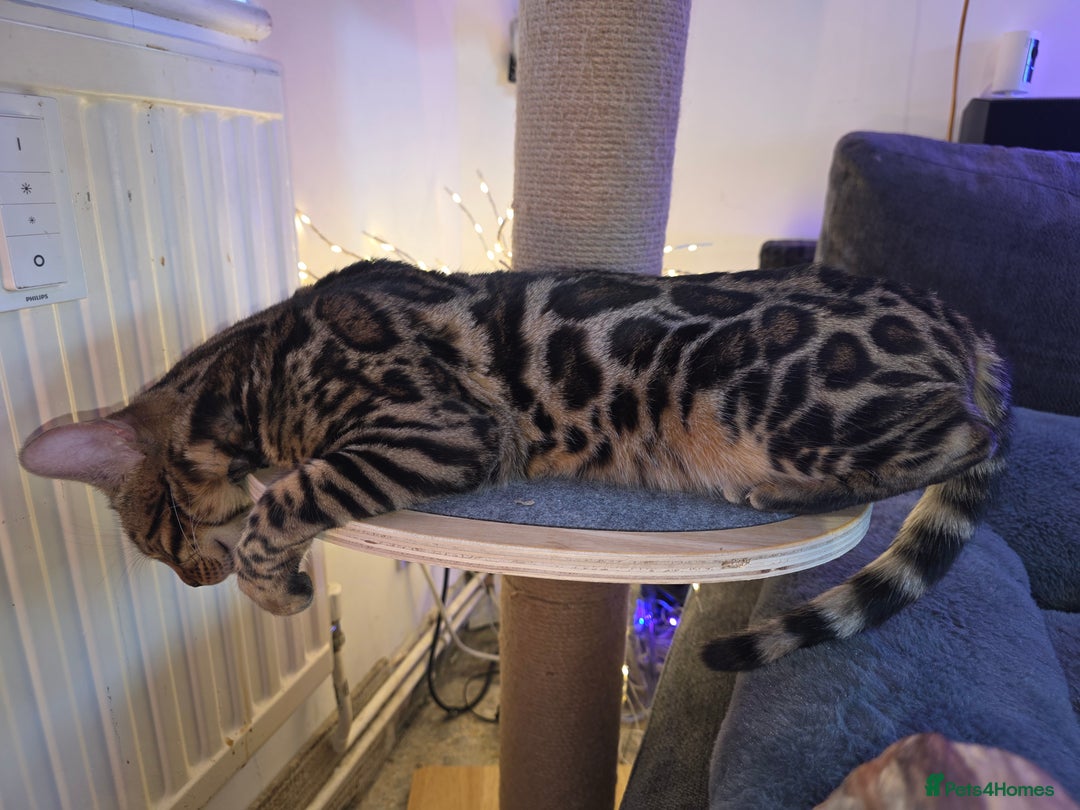 Bengal cats for sale: Pure breed bengal kittens  - Advert 5