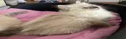Ragdoll cats for sale: Beautiful fluffy Ragdoll kittens - Advert 2