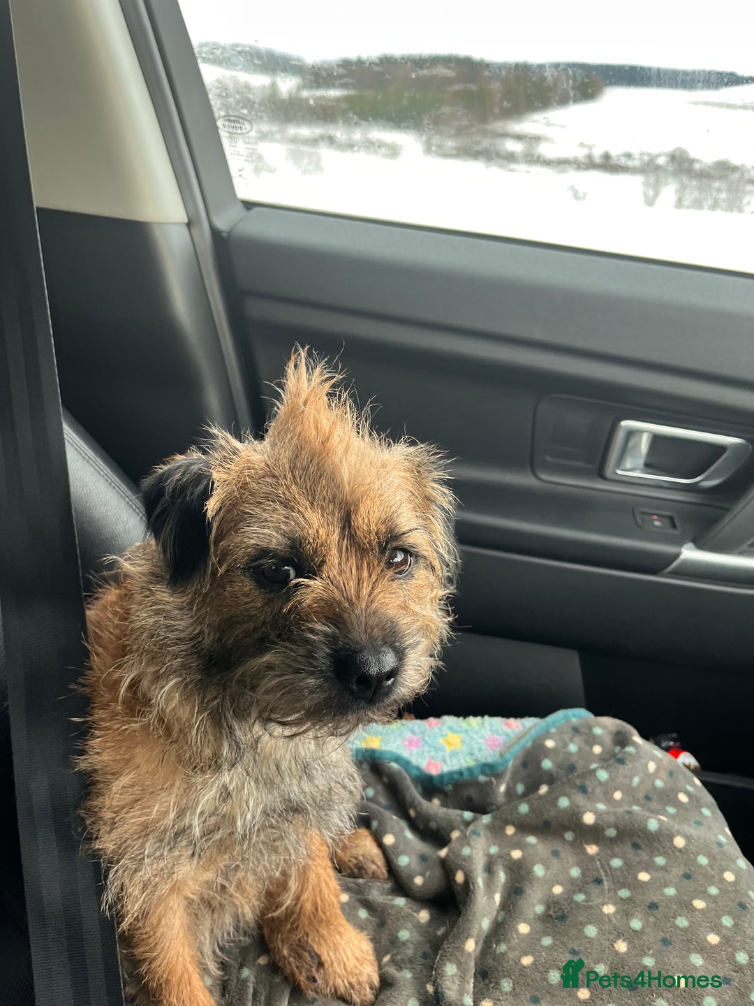 Border Terrier dogs for sale: KC reg border terrier looking for home - Advert 7