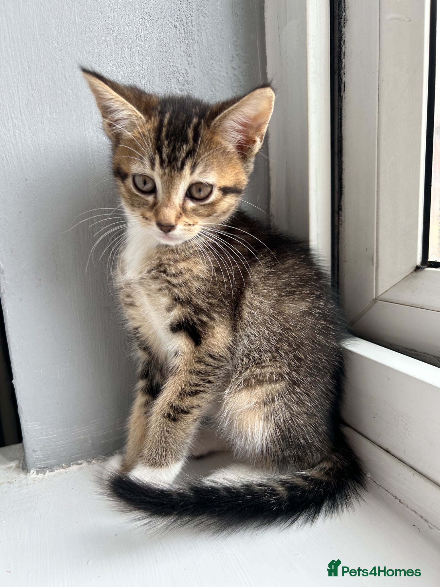 Mixed Breed cats 🚨KITTENS URGENTLY NEEDING HOMES!!!🚨REDUCED - Advert 1