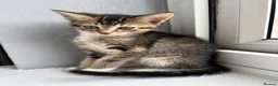 Mixed Breed cats for sale: 🚨KITTENS URGENTLY NEEDING HOMES!!!🚨REDUCED - Advert 9