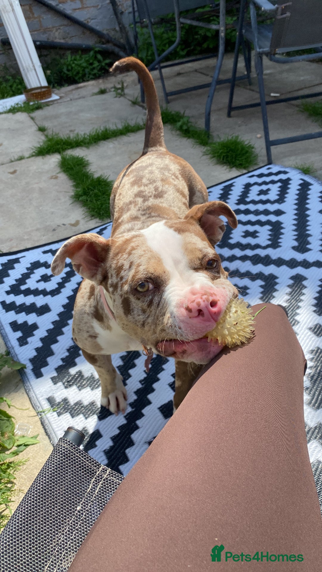 American Bully dogs for sale: Myla Merle  - Image 4