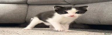 Mixed Breed Kitten 2
