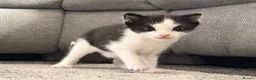 Mixed Breed cats for sale: Arabian/Ragdoll Cross Kittens for sale.  - Advert 6
