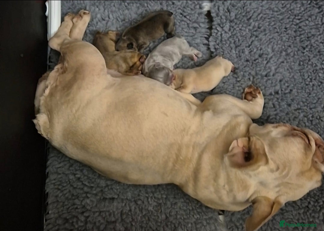 French Bulldog dogs for sale: Beautiful Rainbow Litter of Frenchies - Image 2