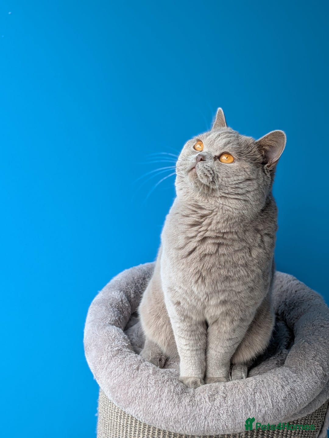 British Shorthair cats for stud: Lilac Champion Stud Derbyshire  in Derby - Advert 1