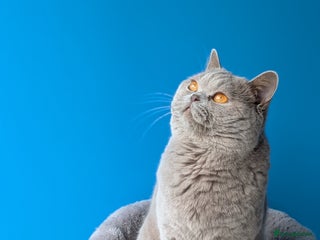 British Shorthair cats Lilac Champion Stud Derbyshire in Derby - Advert 3