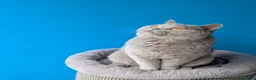 British Shorthair cats for stud: Lilac Champion Stud Derbyshire GCCF/TICA  in Derby - Advert 4
