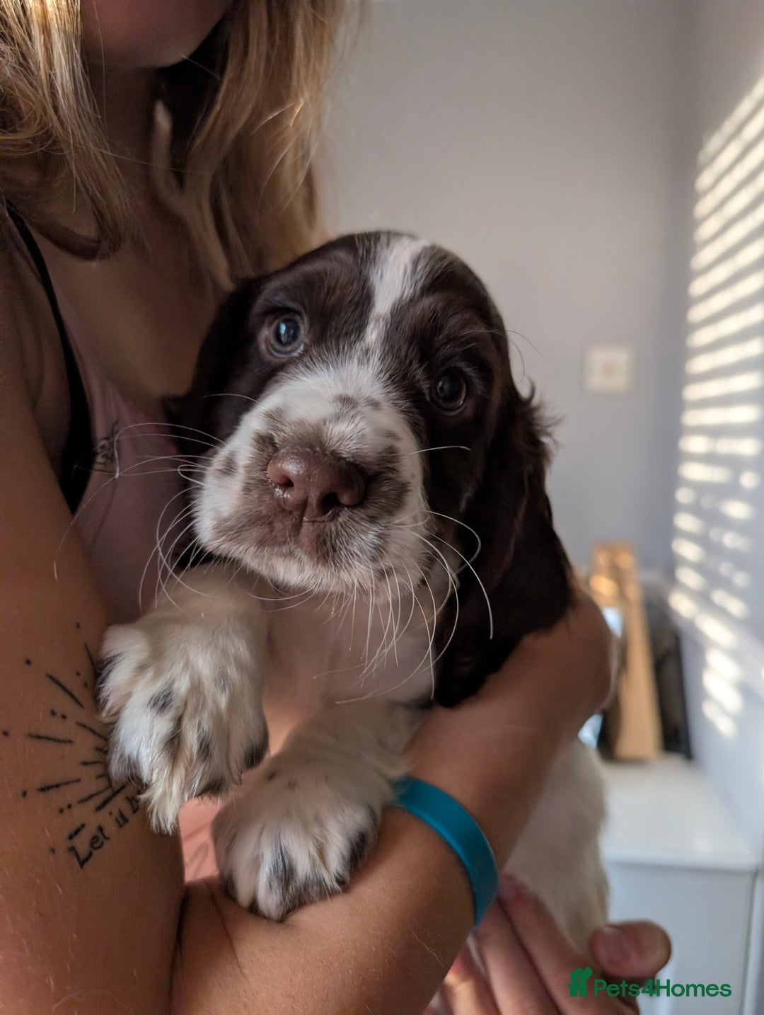 Cocker Spaniel dogs for sale: Working cocker spaniels  - Image 9