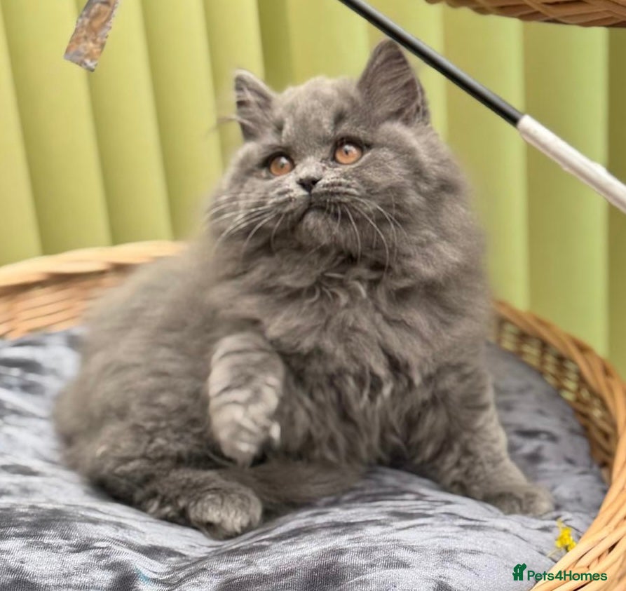 British Longhair cats ✨ British Longhair Blue Girl | GCCF Registered  ✨ - Advert 1