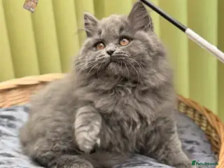 British Longhair cats for sale: ✨ British Longhair Blue Girl | GCCF Registered ✨ - Advert 1