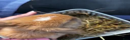 Mini Lop rabbits for sale: Pure breed Mini Lop bunnies  - Advert 22