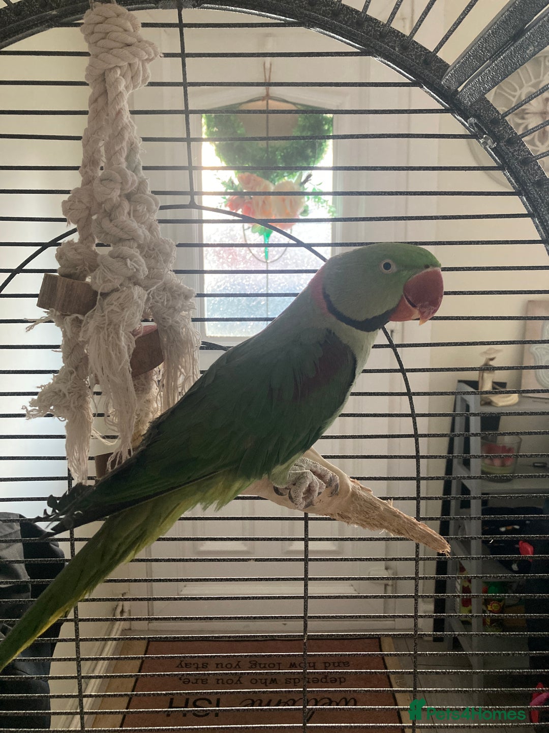 Parrots birds for sale: Felix the Alexandrine Parakeet - Advert 2