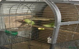 Ringnecks birds for sale: Indian ringneck - Image 2