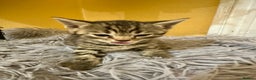 Bengal cats for sale: Stunning GCCF Registered Bengal Kittens  - Advert 18