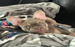 French Bulldog dogs for sale: French bulldog  - Image 4
