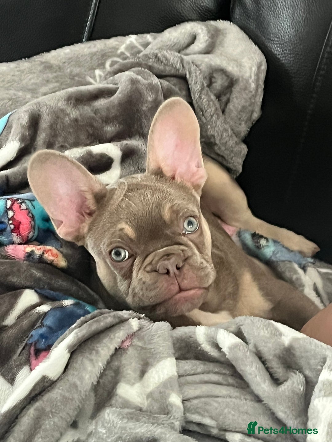 French Bulldog dogs for sale: French bulldog  - Image 4