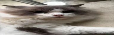 Ragdoll 4