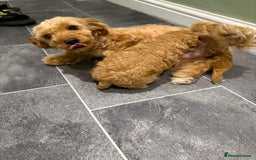 Maltipoo dogs for sale: Toy poodle puppy for sale maltipoo - Image 6