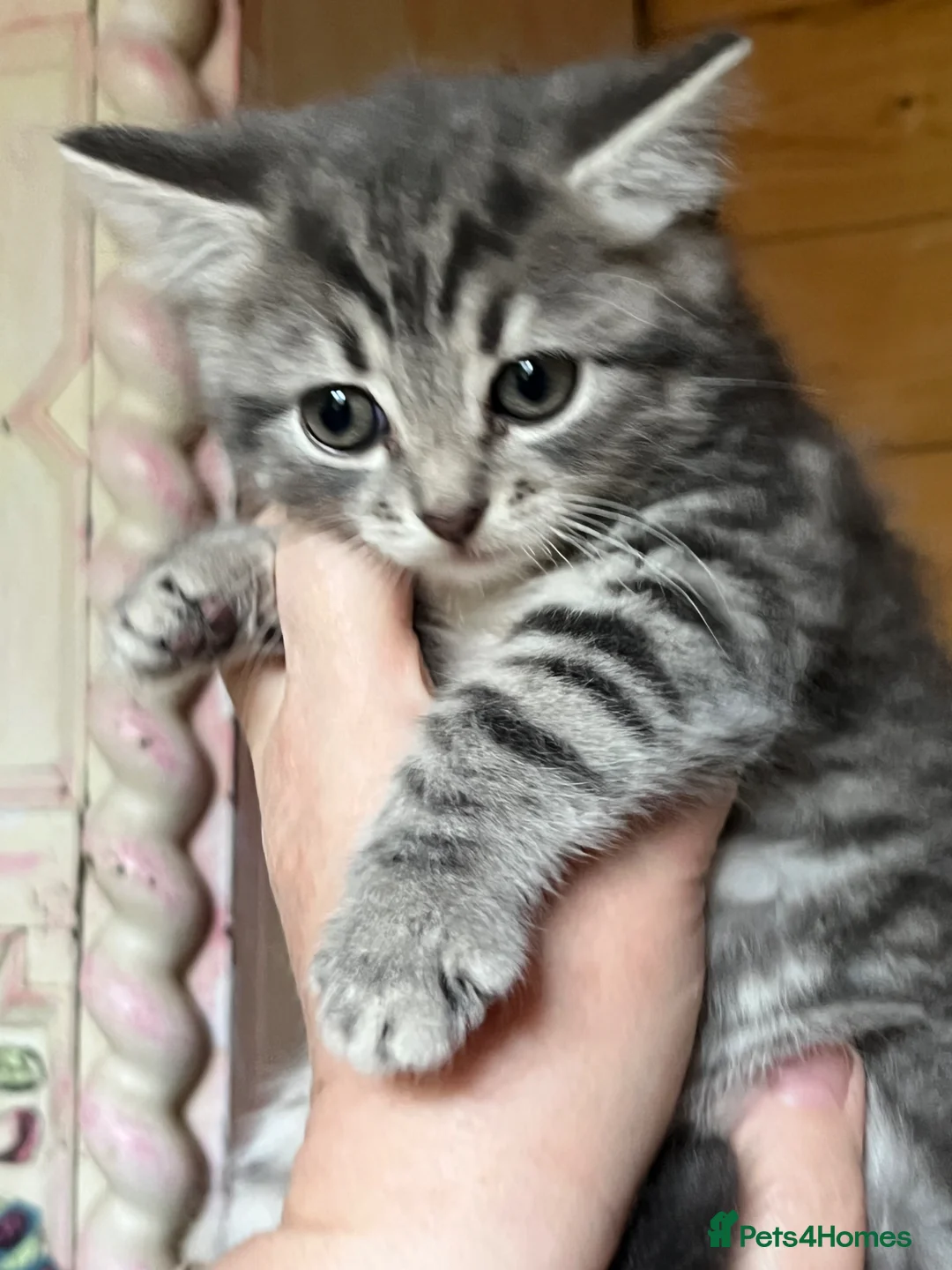 Mixed Breed cats for sale: Gorgeous little girls looking for their new homes in Heathfield - Advert 1