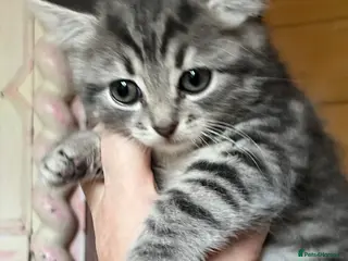 Mixed Breed cats Gorgeous little girls looking for their new homes - Advert 2