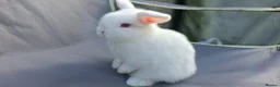 Mini Lop rabbits for sale: Lovely friendly Mini lops - Advert 3