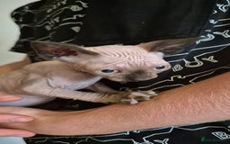 Sphynx cats for sale: Silver elf and black little babies - Image 15